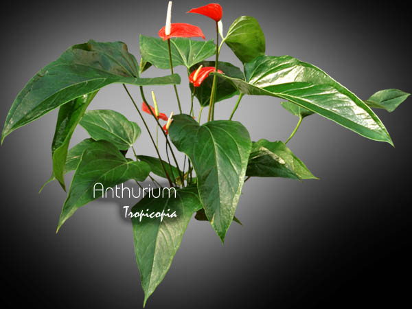 Anthurium - Anthurium X - Tailflower, Wax flower 